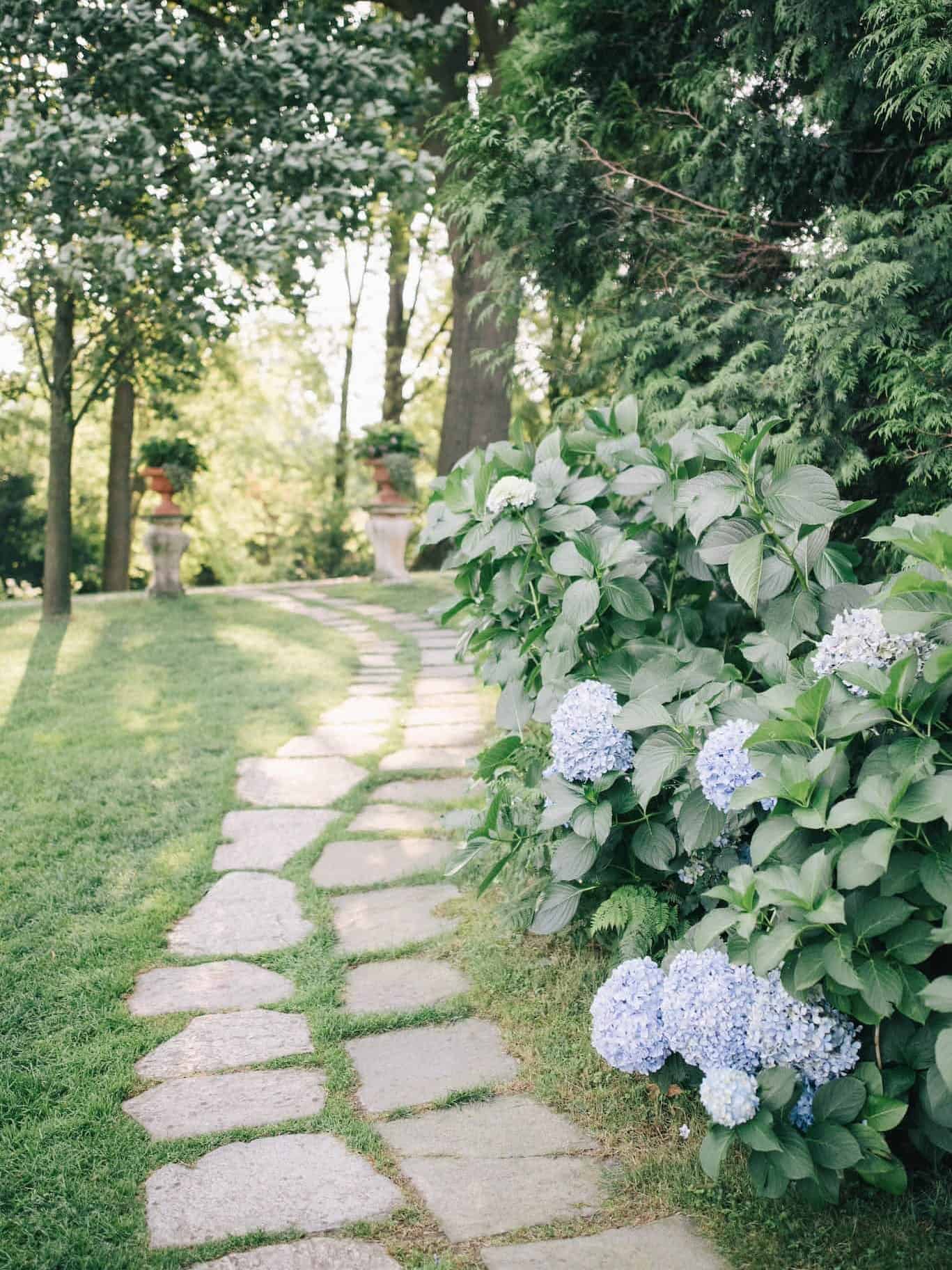 hydrangea path