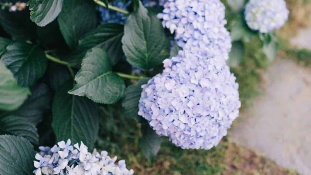 blue hydrangea flowers - coastal grandma style